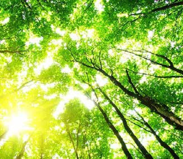 Luz del sol entre las copas de un bosque
